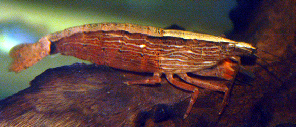 moluccensis 014
